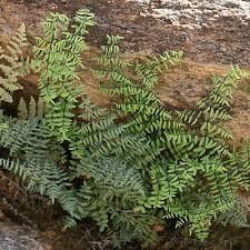 Image result for Pellaea