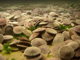 If the sand dollar still has its spines and feet, return it to the water. How To Find Sand Dollars In The Ocean Arxiusarquitectura