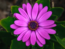 Image result for Dimorphotheca