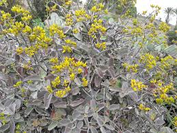 Image result for Kalanchoe glaucescens