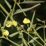 Image result for Aeschynomene sensitiva