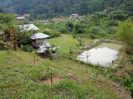 + pokok durian 20 batang + cempedak 20 + pulasan 15 pokok + dukong. 1 Ekar Tanah Batu 14 Hulu Langat Rumah Lembah Klang Facebook