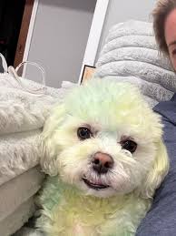 I can't believed it rained all day!!! Max and I managed to do two walks a  day for 30 days!!!! Our goal was till Feb 1st. Ugh. One day short but I