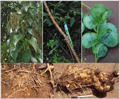 Image result for Dioscorea praehensilis