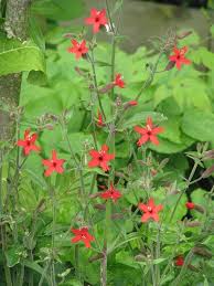 Image result for Silene abyssinica