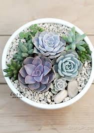 Epingle Par Severine D Orgeval Sur Associations De Couleurs Succulentes Interieur Cactus Et Plantes Succulentes Jardinage Interieur