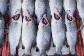 Lubina rayada la lubina rayada, encontrada en la costa del atlántico de canadá y estados unidos, también es conocida como pez roca. Lubina Blanca En Canasta De Hielo En El Puerto De Tailandia Temprano En La Manana Fotos Retratos Imagenes Y Fotografia De Archivo Libres De Derecho Image 79810426