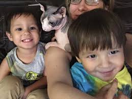 Dobby the missing sphynx cat