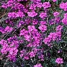 Image result for Verbena × teasii