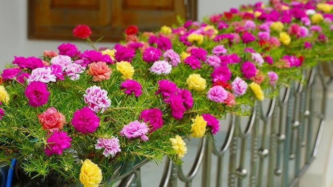 Portulaca flowers