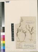 Image result for Oldenlandia herbacea