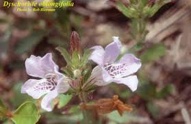 Image result for Dyschoriste transvaalensis