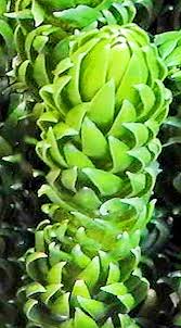 Image result for Huperzia bampsiana