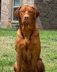 We deliver all of texas, louisiana and arkansas & oklahoma. Red Dudley Labrador Retrievers Home Facebook