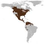 Resultado de imagen para venado de cola blanca