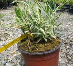 Image result for Pleioblastus fortunei