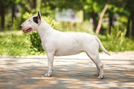 Lion sketch that i made. Bull Terrier Dog Breed Information