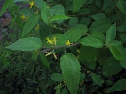 Image result for Triumfetta pilosa