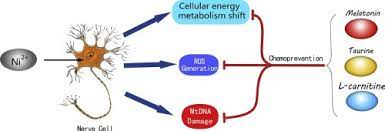 Molecular Mechanisms Of Nickel Induced Neurotoxicity And Chemoprevention Sciencedirect