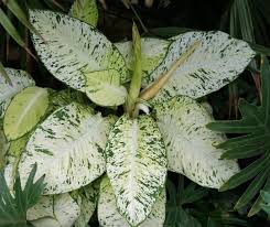 Dieffenbachia Ely Variegated Plants Plant Leaves House Plants