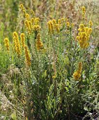 California Goldenrod Solidago Velutina Ssp Californica Habitat Garden Plants Goldenrod