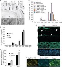 We did not find results for: Inactivation Of Osirx10 Leads To Decreased Xylan Content In Rice Culm Cell Walls And Improved Biomass Saccharification Molecular Plant