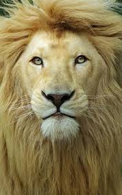 Pin By Lucchi Ferretti On Beautifully Wild Animals Lions Big Cats