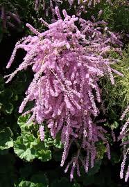 To prevent dehydration and start buds to break on tamarix, the freshly potted plants should be. Plantfiles Pictures Tamarix Five Stamen Tamarix Saltcedar Salt Cedar Tamarisk Summer Glow Tamarix Ramosissima By Kell