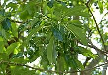 Image result for Rauvolfia afra