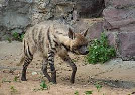 RÃ©sultat de recherche d'images pour "animaux de forÃªt du nord du Rif Maroc  images"