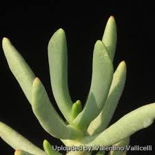 Image result for Hereroa