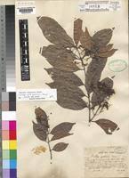 Image result for Baissea viridiflora