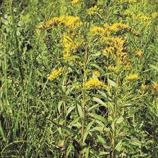 Image result for Solidago