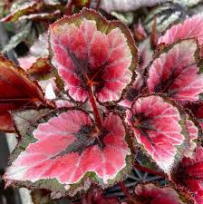 Image result for Begonia