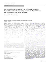 Image result for Cola mossambicensis