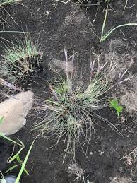 Image result for Diheteropogon filifolius