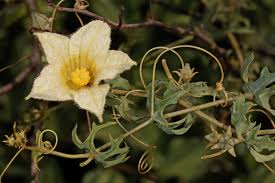 Image result for Coccinia sessilifolia