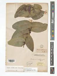 Image result for Xylopia tenuipetala