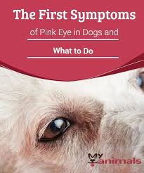 The First Symptoms Of Pink Eye In Dogs And What To Do Pink Eye Symptoms Are Quick To Show Up In Dogs Knowing What They Are A Pink Eyes Dog Remedies