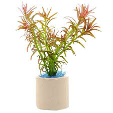 Goiás (also known as goiás velho, old goiás) is a municipality in the state of goiás in brazil. Rotala Mexicana Goias Bund Aquasabi Aquaristik Shop