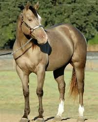 Black And Brown Quarter Horse Home Shining C Grulla Horses Horses Rare Horses Grulla Horse