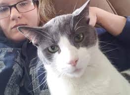 Lost cat in East Orosi area?