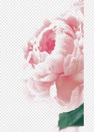 We did not find results for: Peony Bouquet Png Images Pngwing