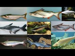 Jenis ikan laut ini memang sangat populer dan disenangi karena rasanya lezat. Jenis Jenis Ikan Patin Cara Merawat Ikan Patin Dengan Benar Youtube