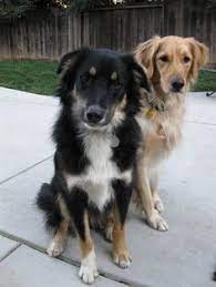Collie Shepherd Mix 7 Border Collie And Australian Shepherd Australian Shepherd Collie