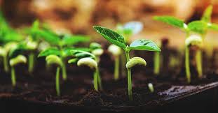 Drinking watermelon juice before an intense workout helps. The Right Seed Germination Temperature For Your Plants