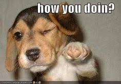Cute Animals Saying Hi Quotes Quotesgram