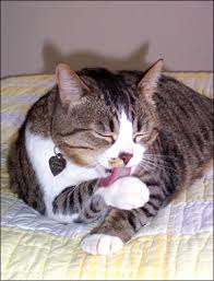 Is there anything you can do to. Could Indoor Allergies Be Plaguing Your Cat Catwatch Newsletter