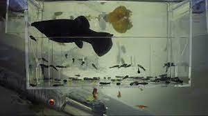 The gestational period for this kind of fish is around 60 days; Black Molly 1st Birth Youtube