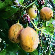 Image result for Passiflora ligularis